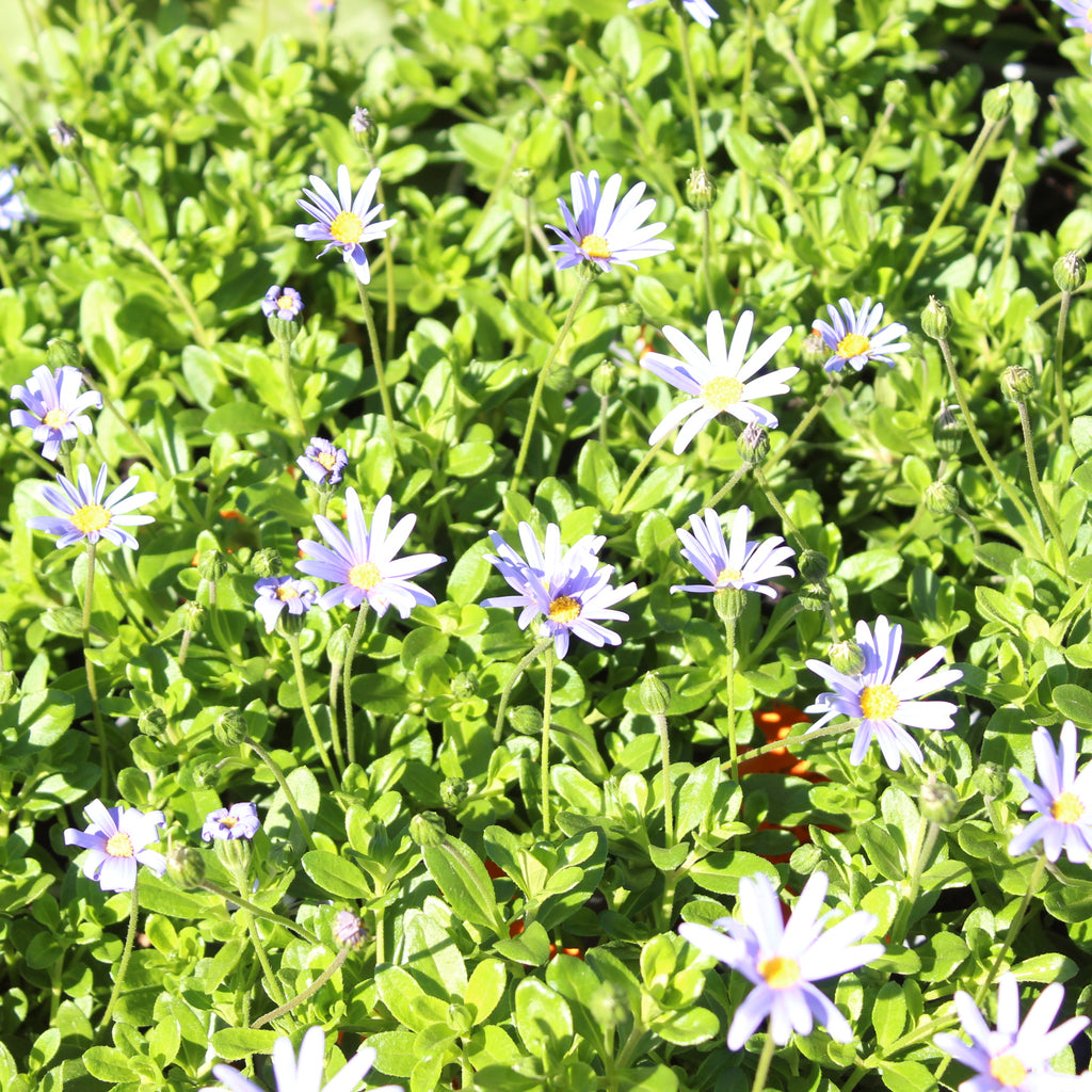 Felicia amelloides Image