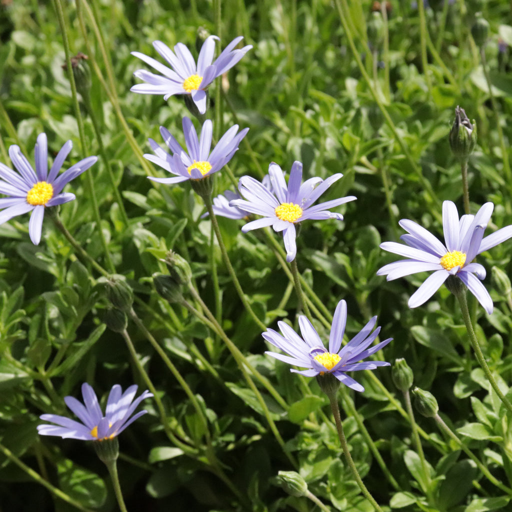 Felicia amelloides Image