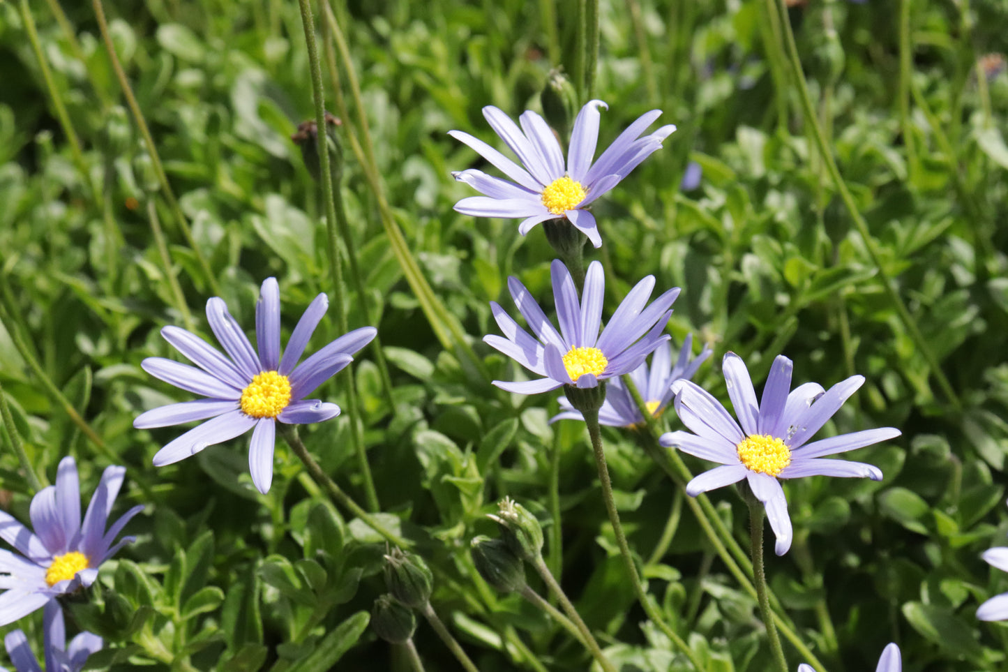 Felicia amelloides 3