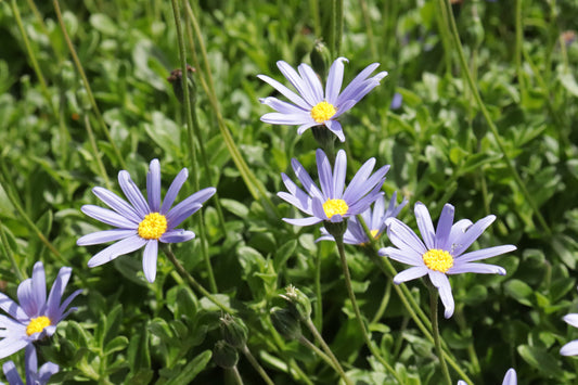 Felicia amelloides 3