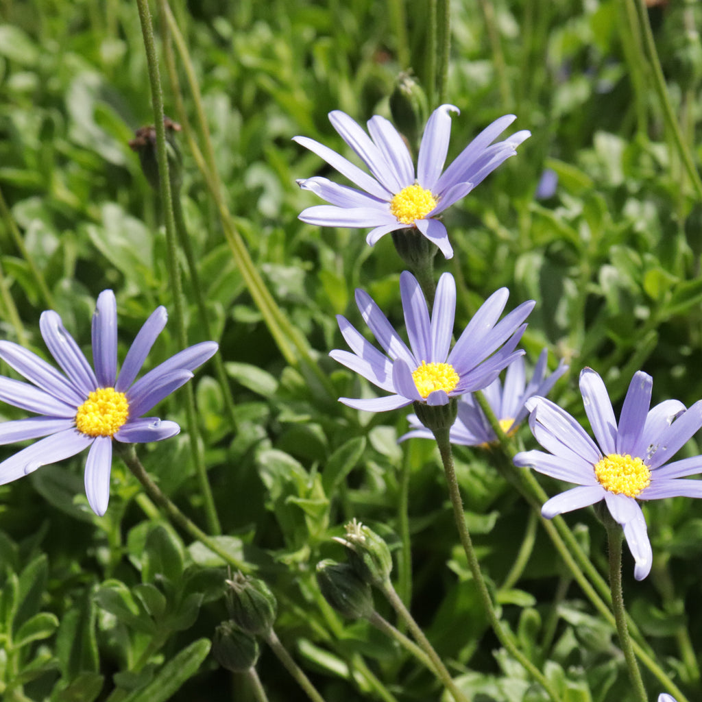 Felicia amelloides Image
