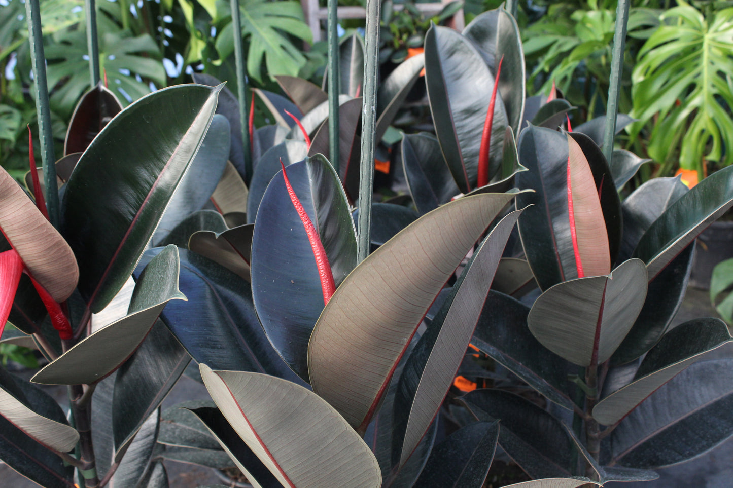 Ficus Black Knight