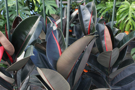 Ficus Black Knight
