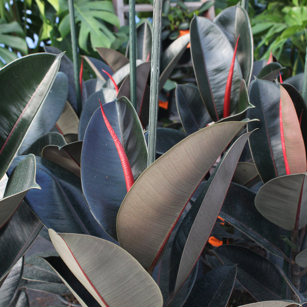 Ficus Black Knight Image
