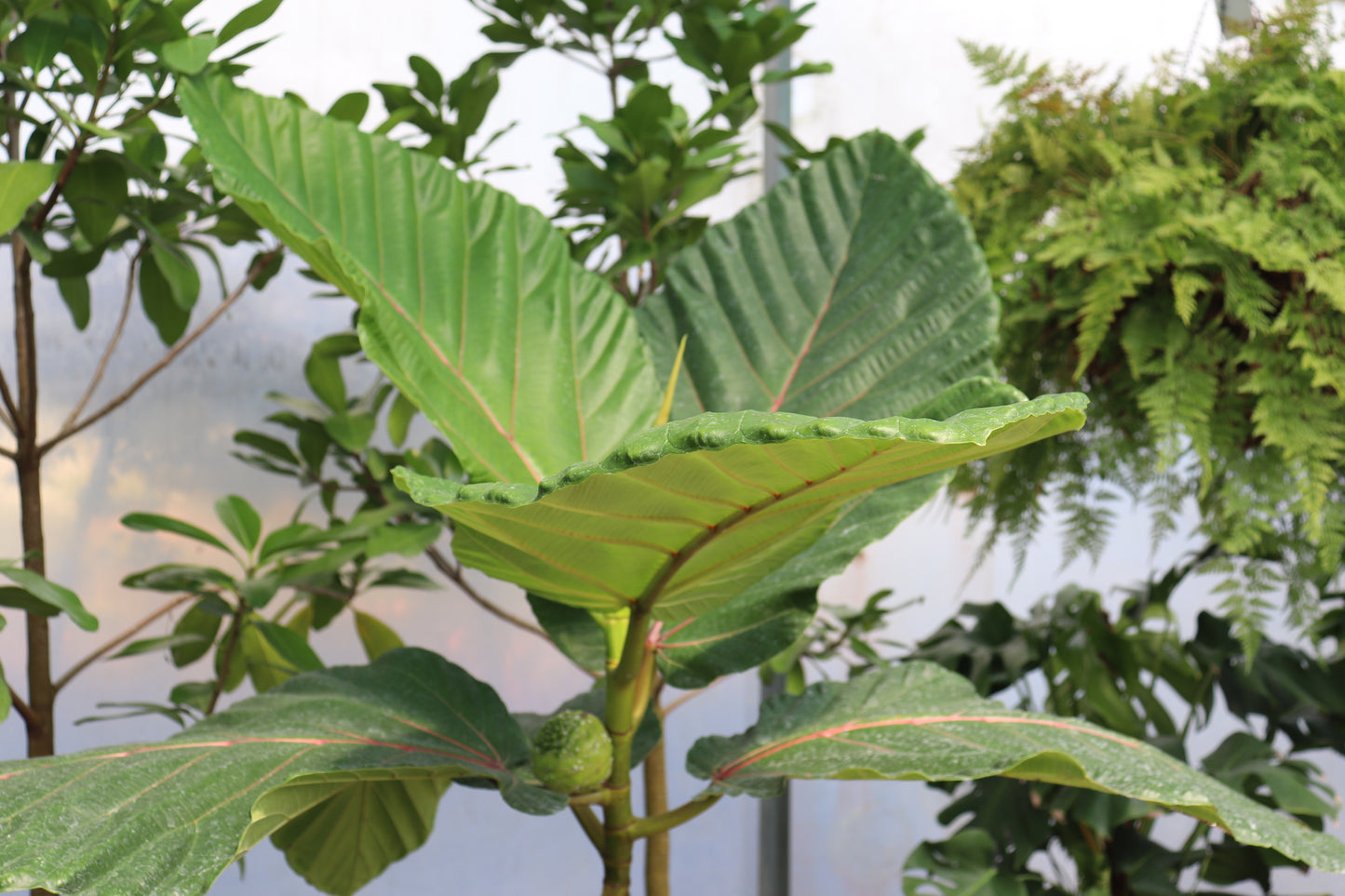 Ficus dammaropsis