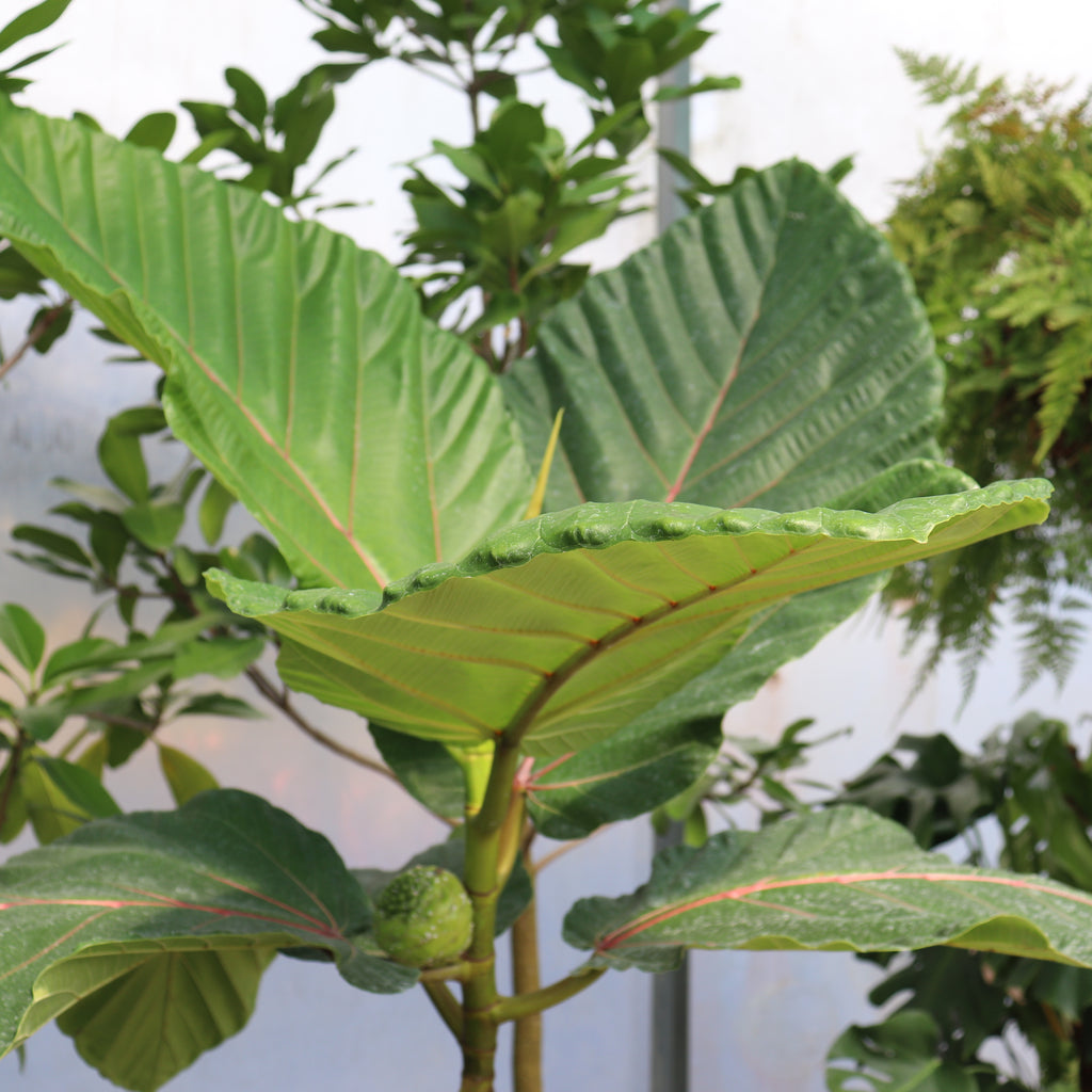 Ficus dammaropsis Image