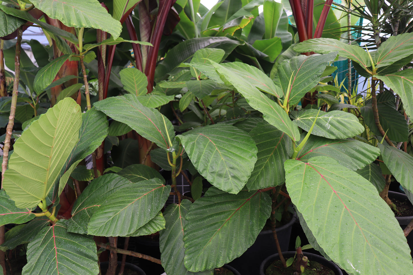 Ficus dammaropsis 3