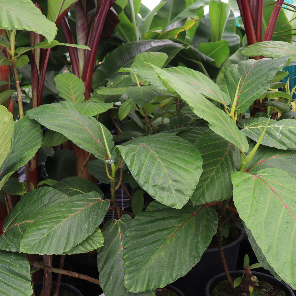 Ficus dammaropsis Image