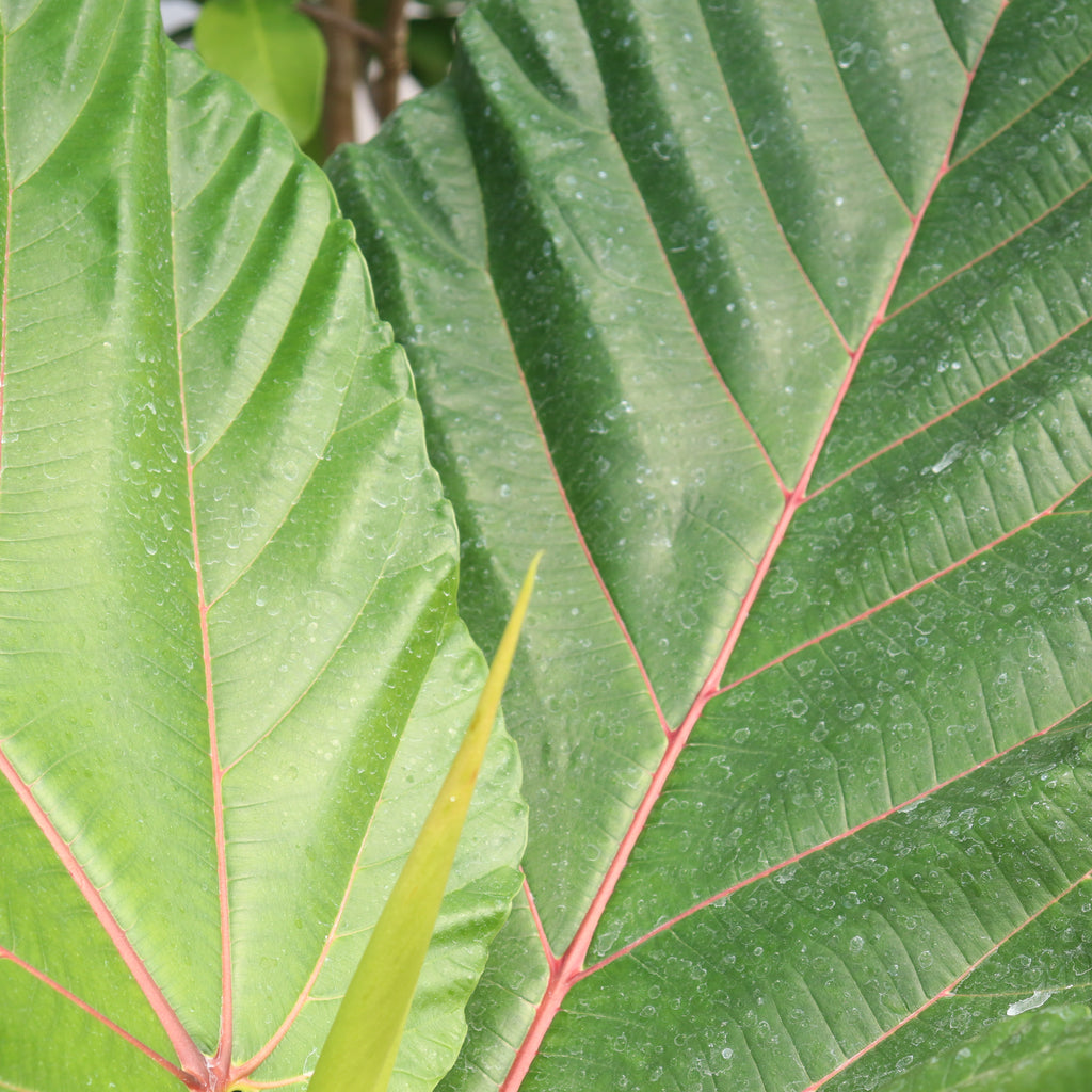 Ficus dammaropsis Image