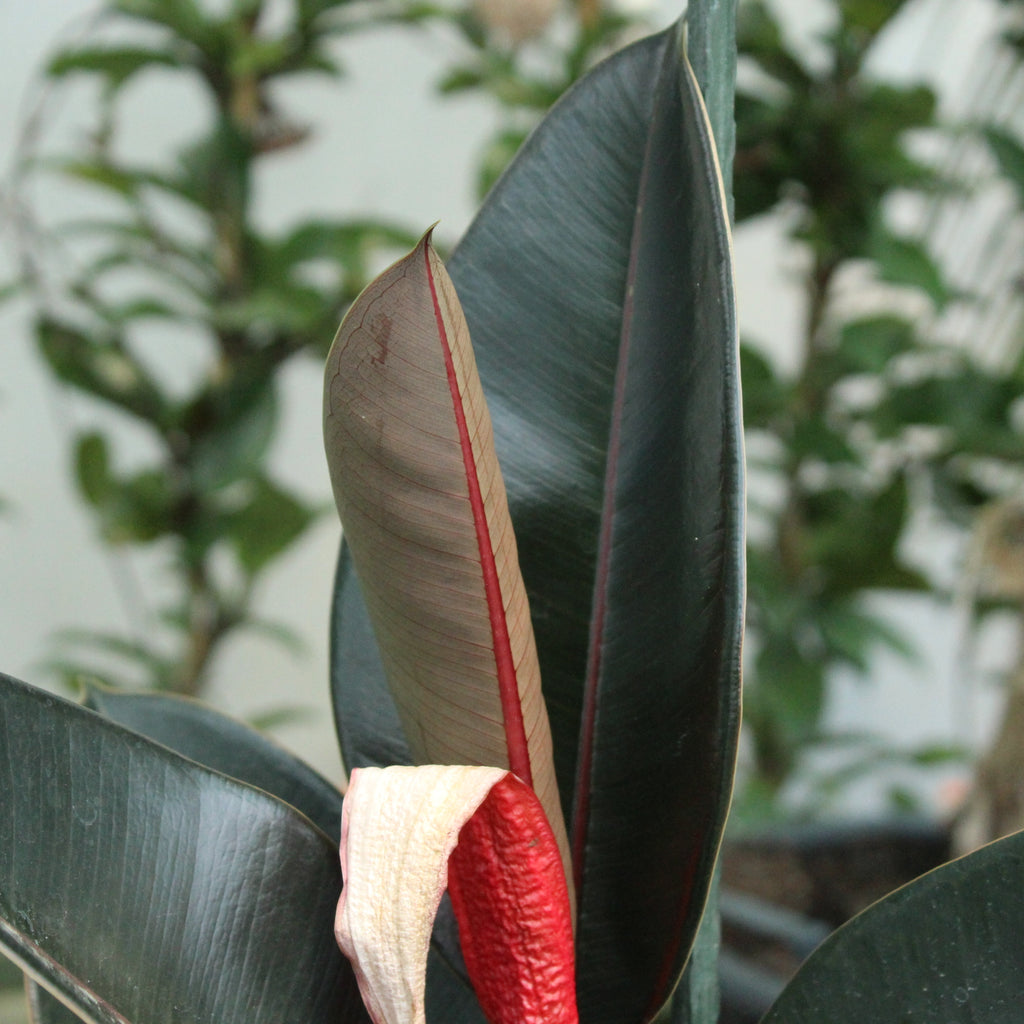 Ficus elastica Burgundy Image