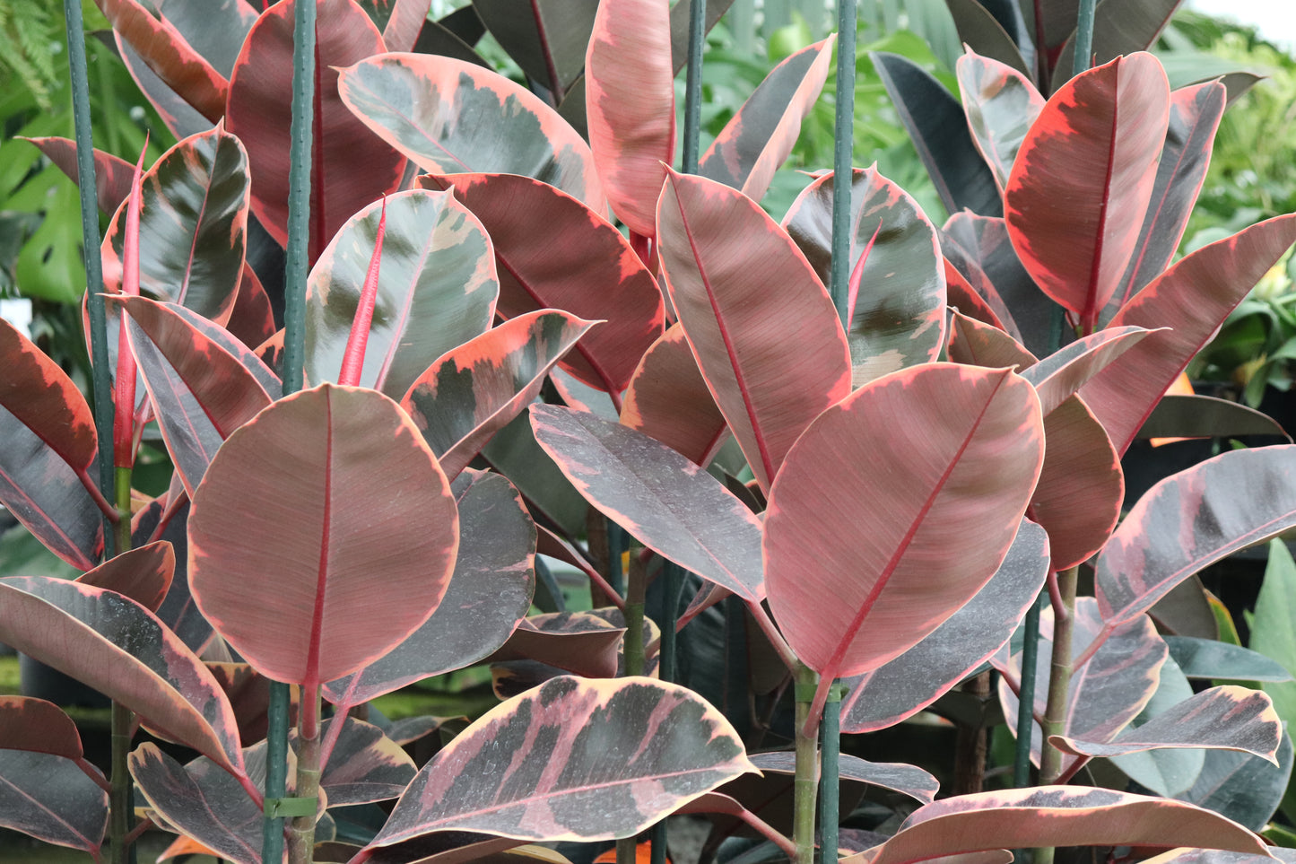 Ficus elastica Ruby