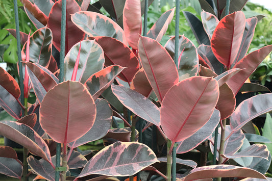 Ficus elastica Ruby