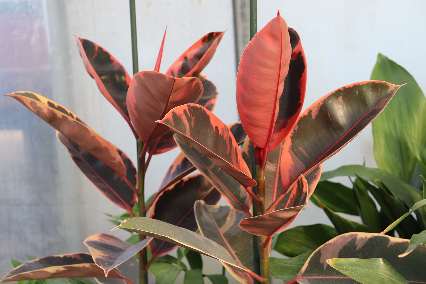 Ficus elastica Ruby 2