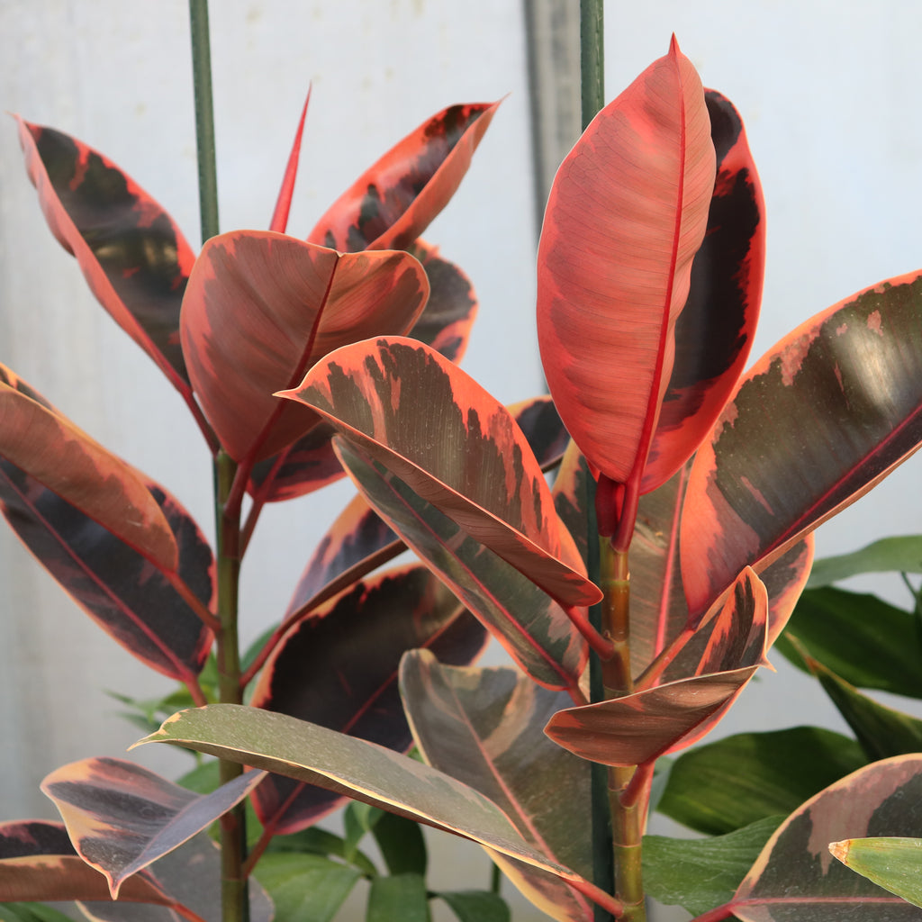 Ficus elastica Ruby Image