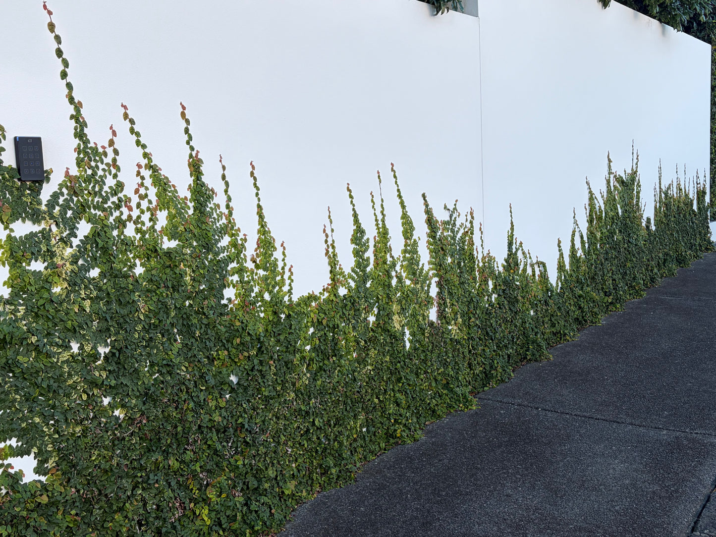 Ficus pumila 4