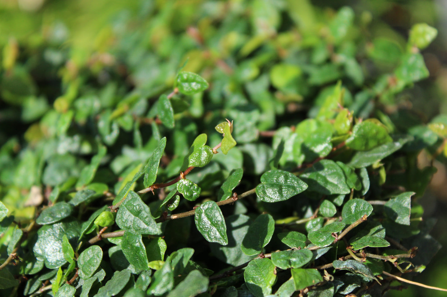 Ficus pumila minima