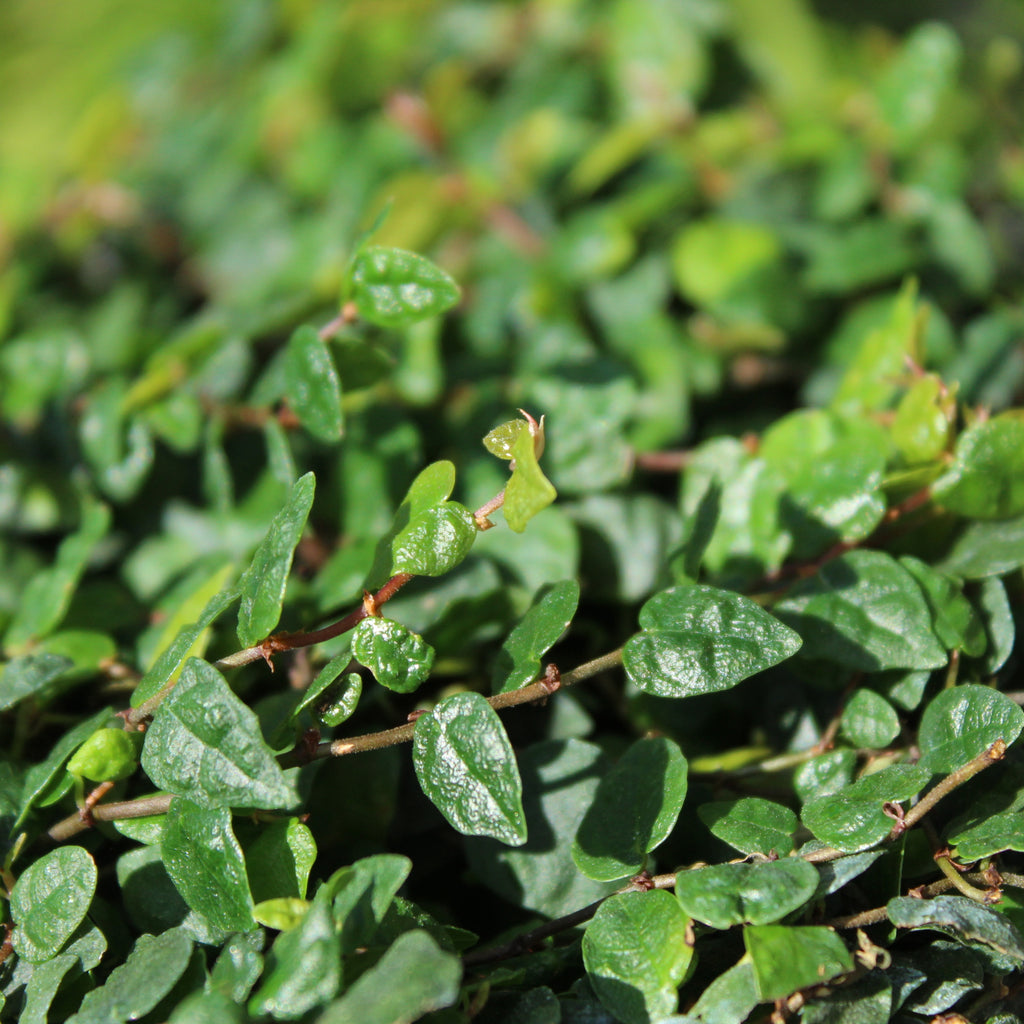 Ficus pumila minima Image