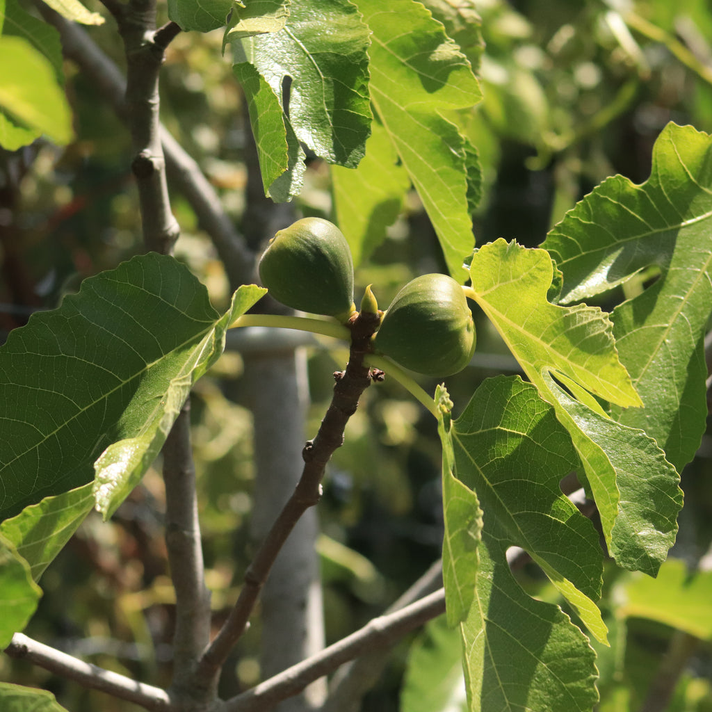 Fig Brown Turkey Image