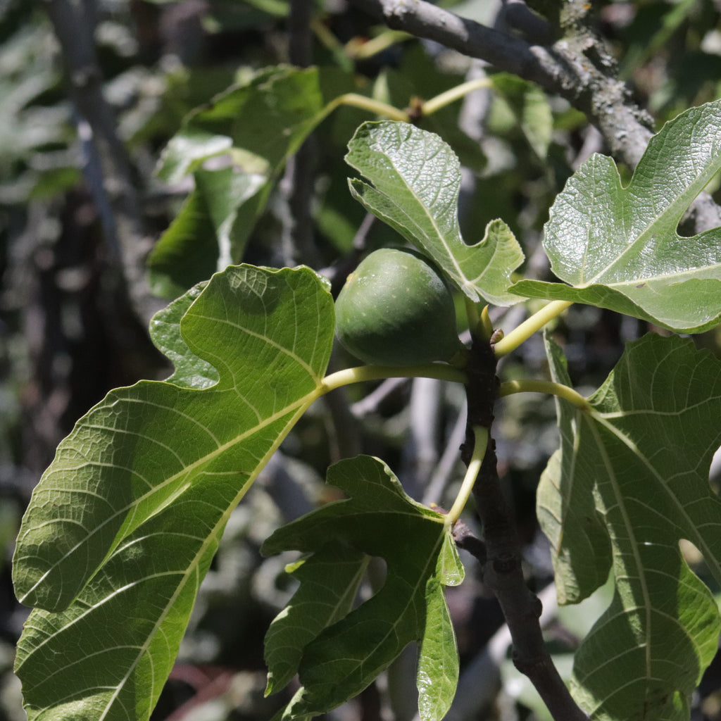 Fig Brown Turkey Image
