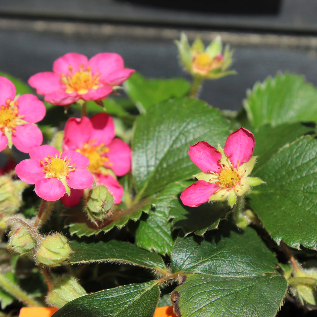 Fragaria X Lipstick Image