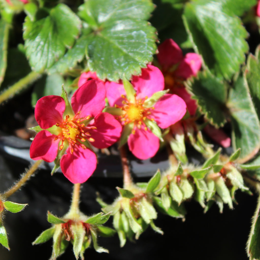 Fragaria X Lipstick Image