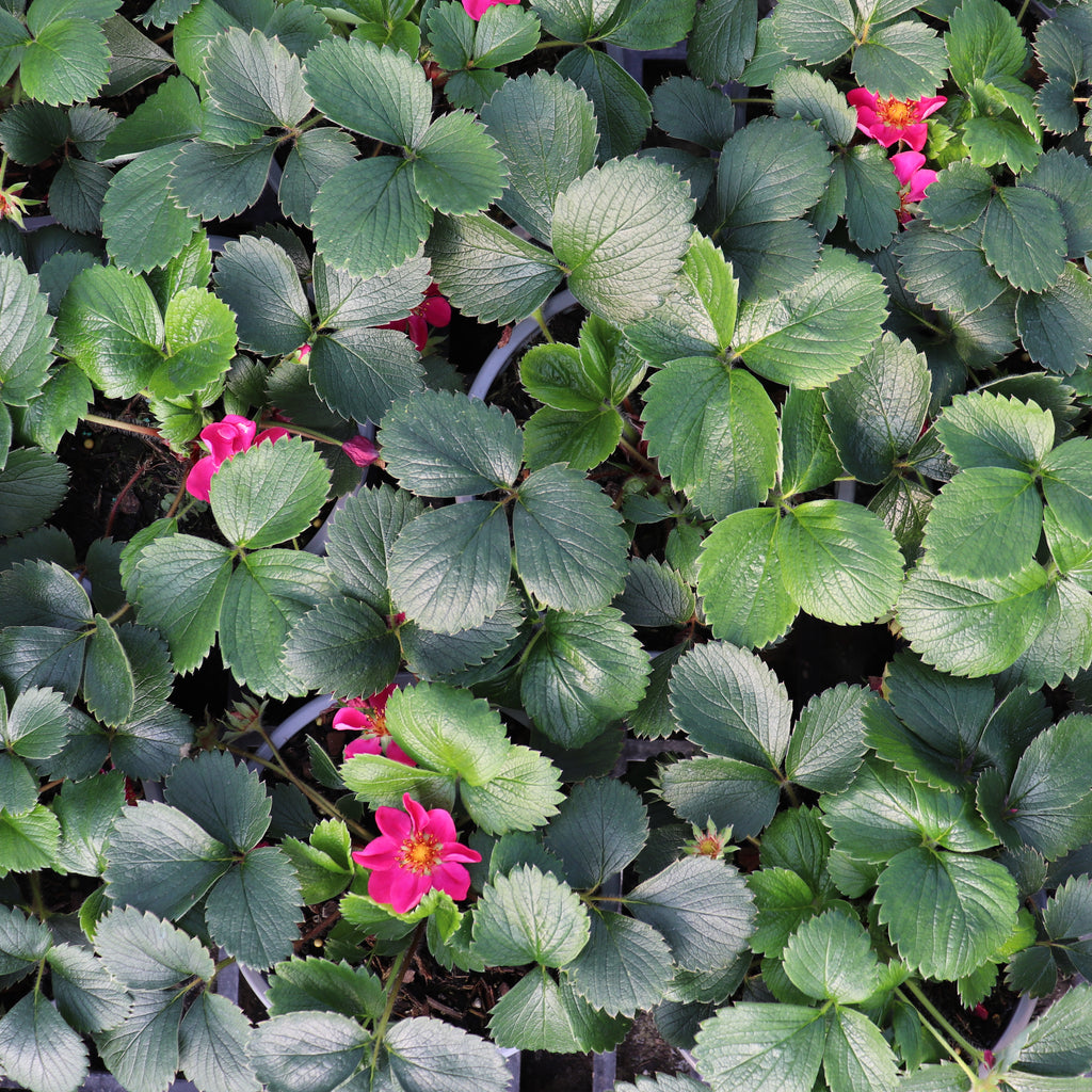 Fragaria X Lipstick Image