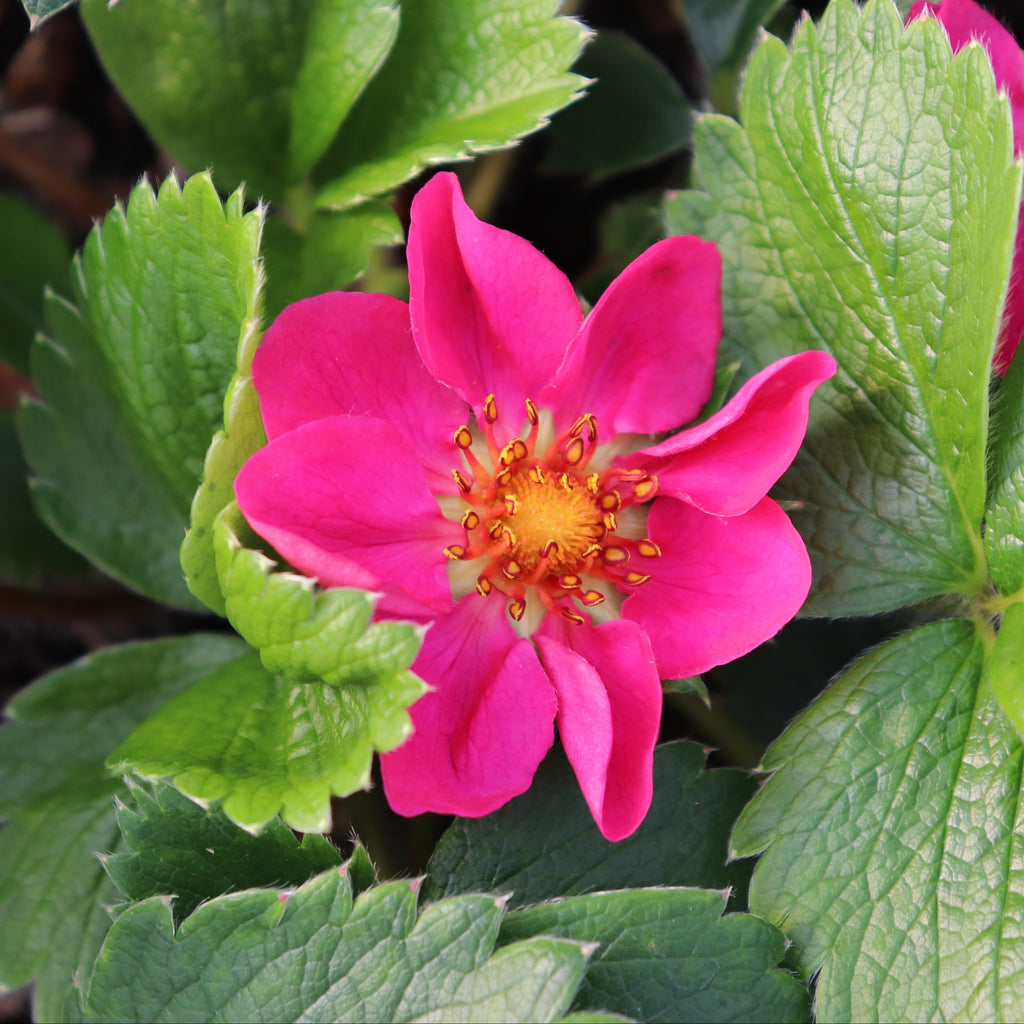 Fragaria X Lipstick Image