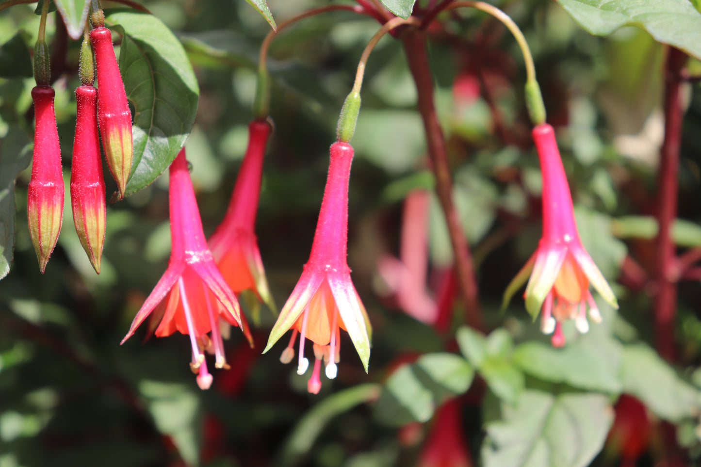 Fuchsia Fuji San