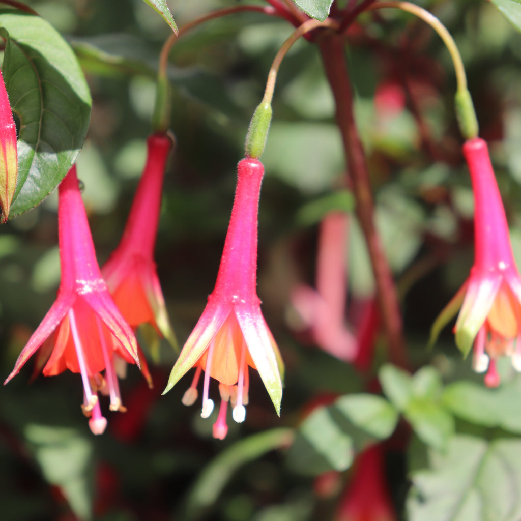 Fuchsia Fuji San Image