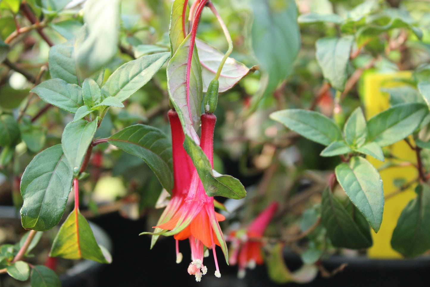 Fuchsia Fuji San 2