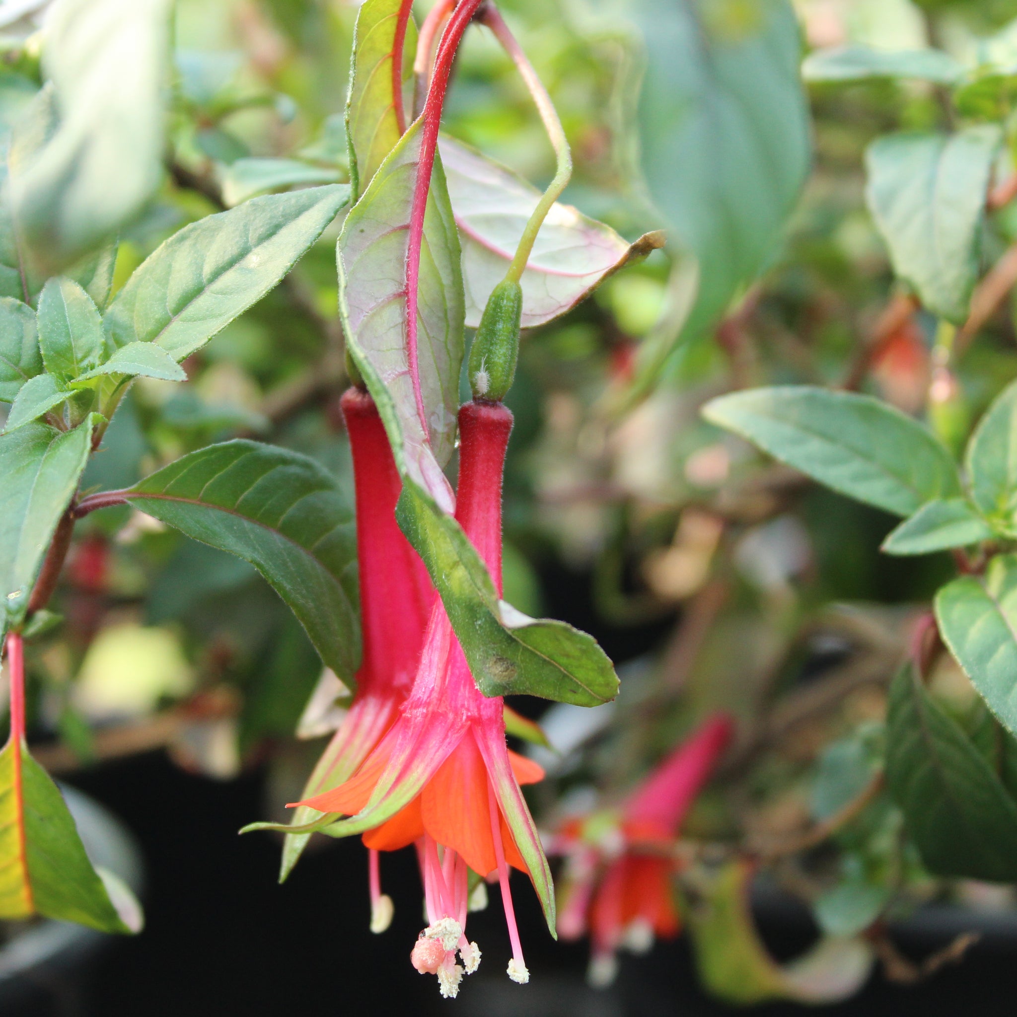 Fuchsia Fuji San – Texture Plants, Landscapes, Lush Lawns Christchurch