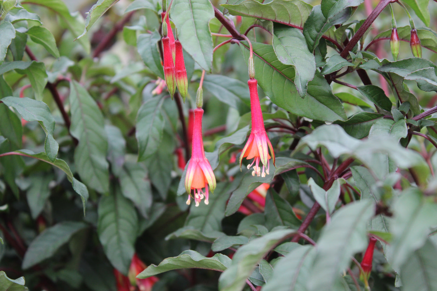 Fuchsia Fuji San 3