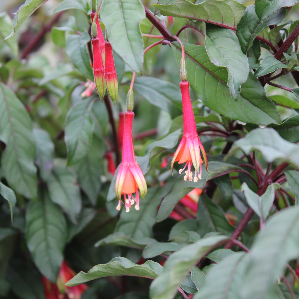 Fuchsia Fuji San Image