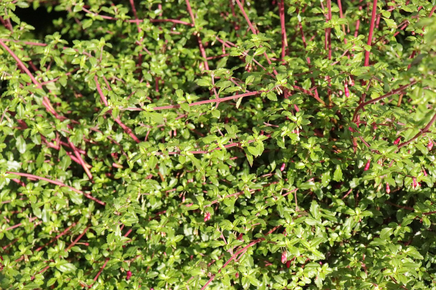 Fuchsia Lottie Hobby