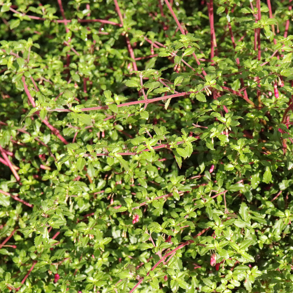 Fuchsia Lottie Hobby Image