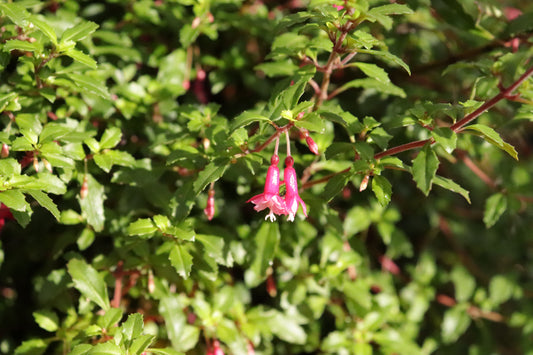 Fuchsia Lottie Hobby 2