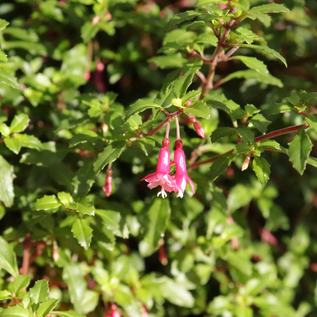 Fuchsia Lottie Hobby Image
