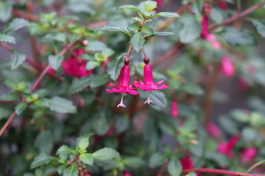 Fuchsia Lottie Hobby 3