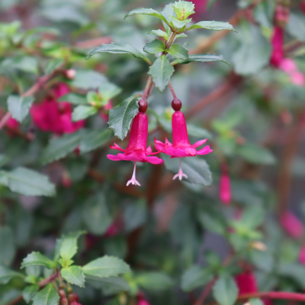 Fuchsia Lottie Hobby Image