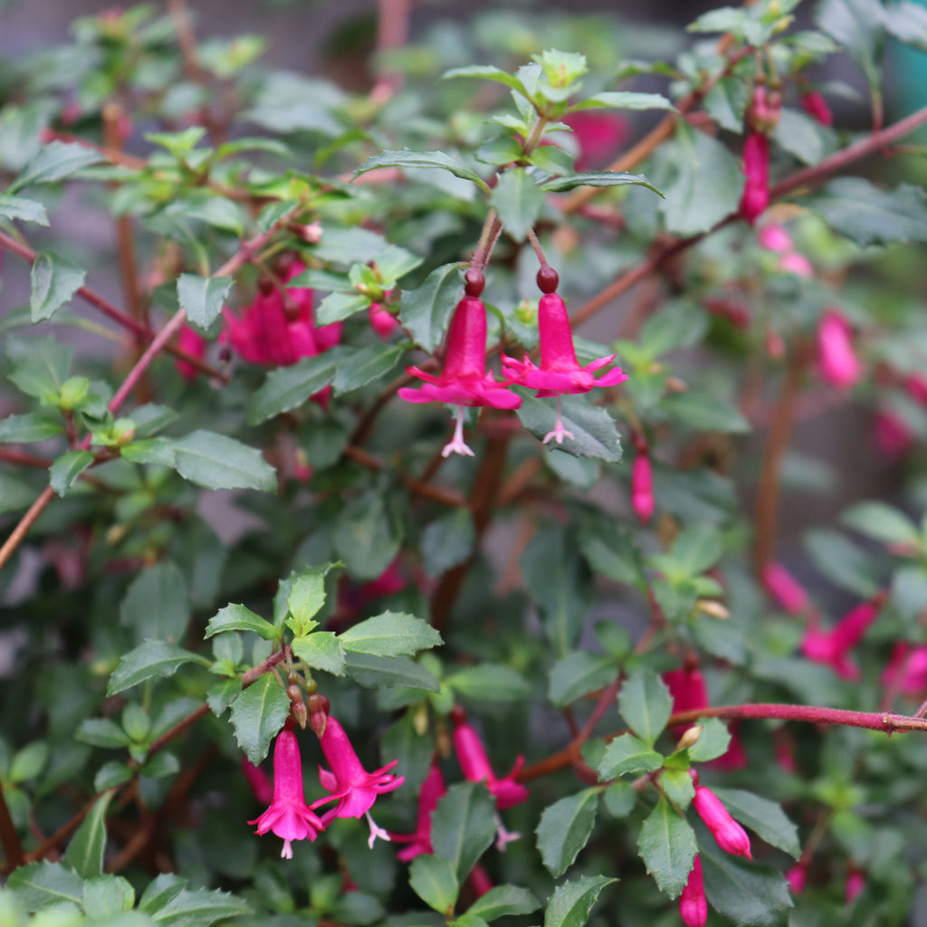 Fuchsia Lottie Hobby Image