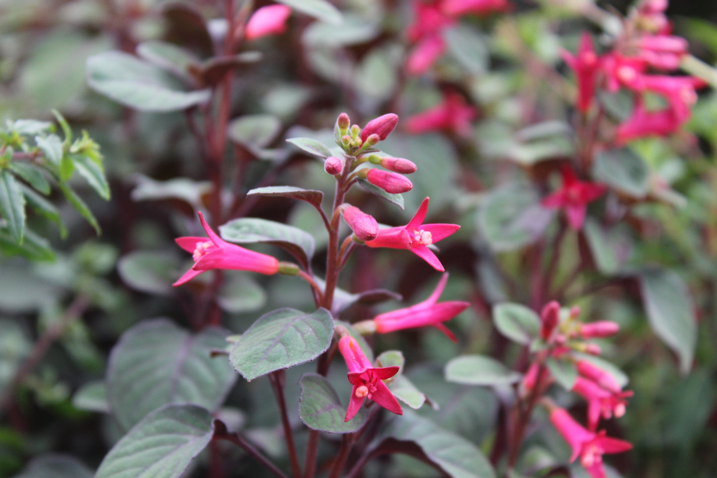 Fuchsia Sparky