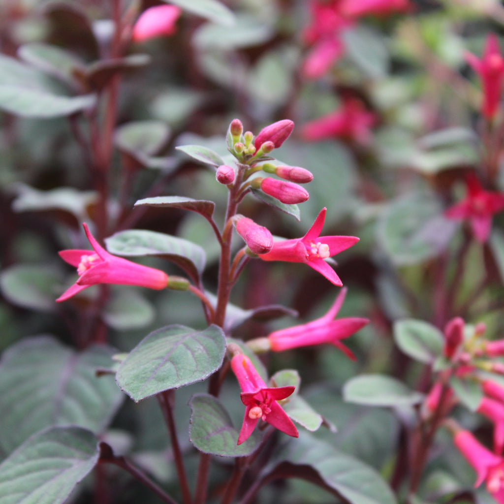 Fuchsia Sparky Image