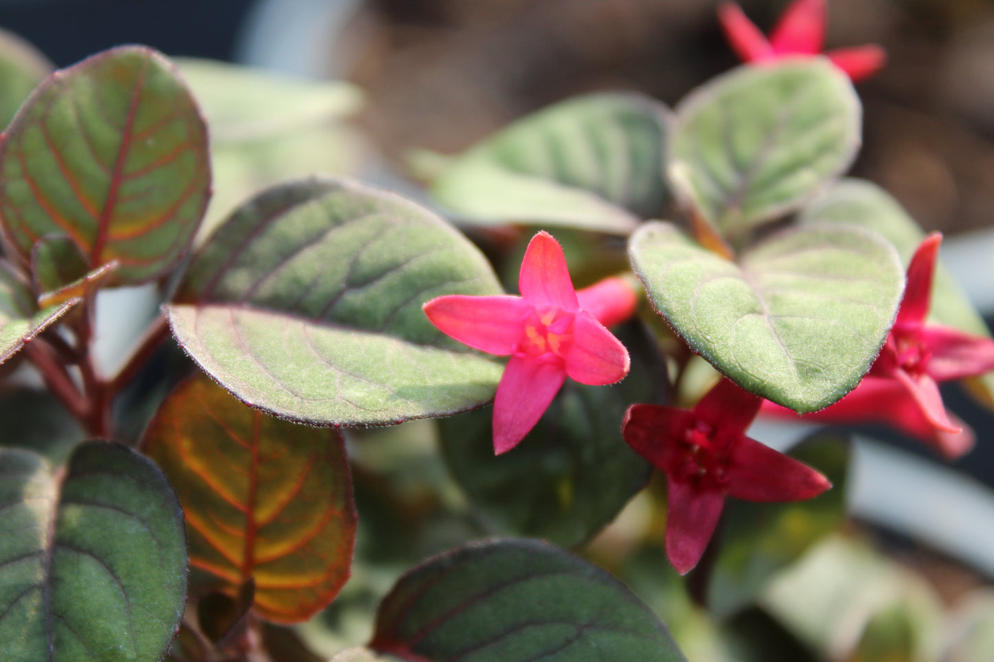 Fuchsia Sparky 2