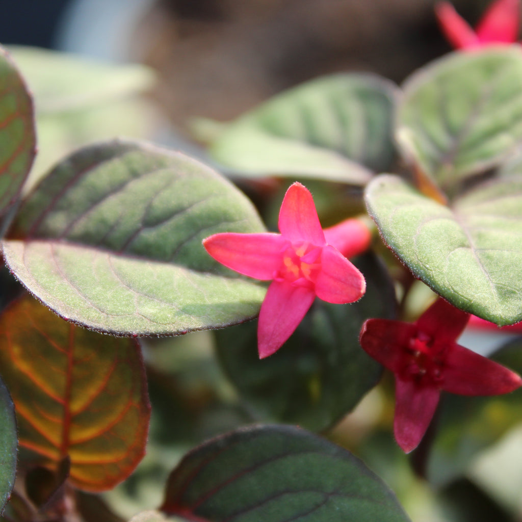 Fuchsia Sparky Image