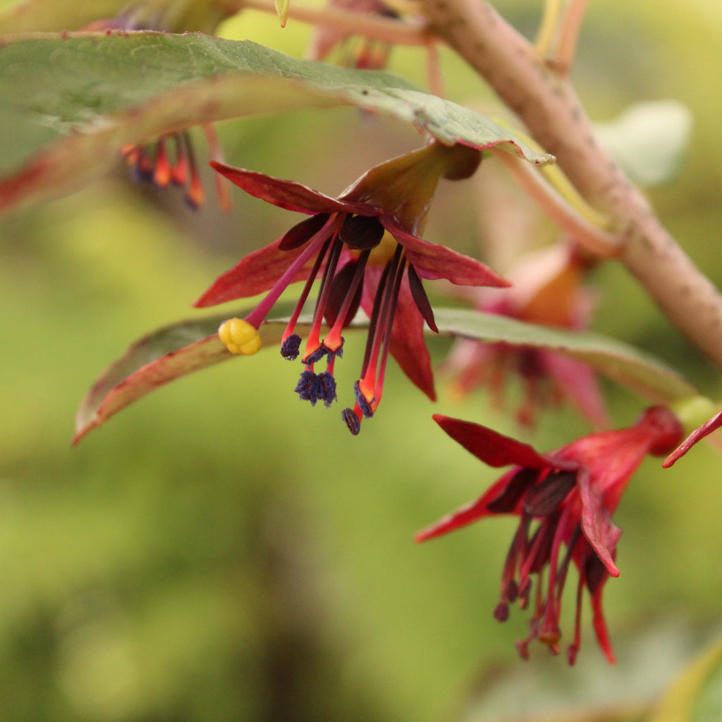 Fuchsia excorticata Image