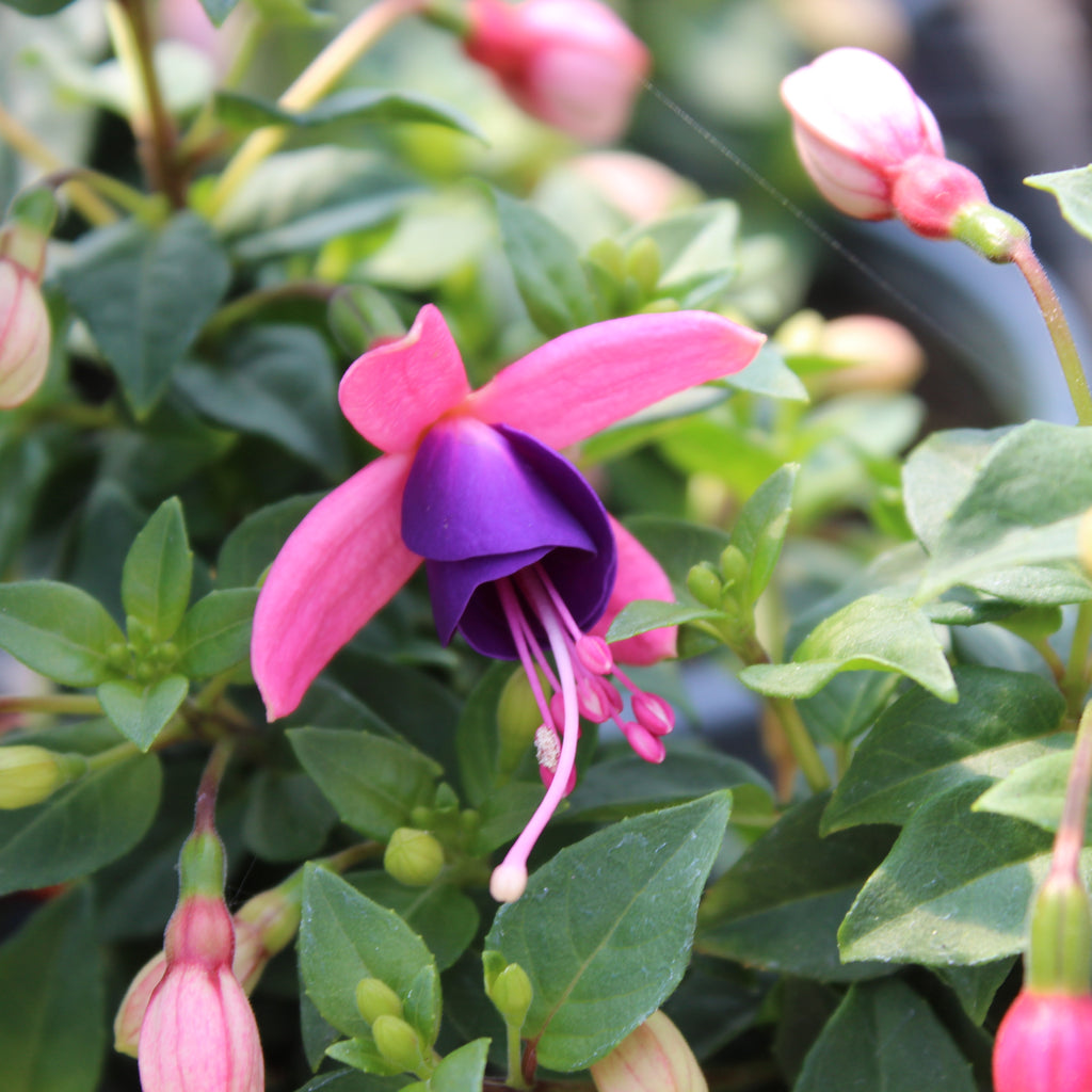Fuchsia lambada Image