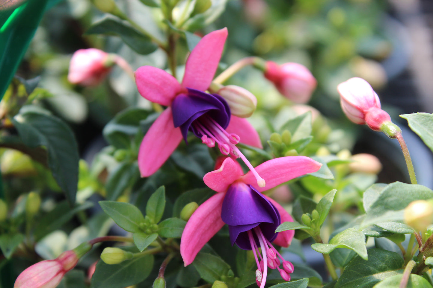 Fuchsia lambada 2