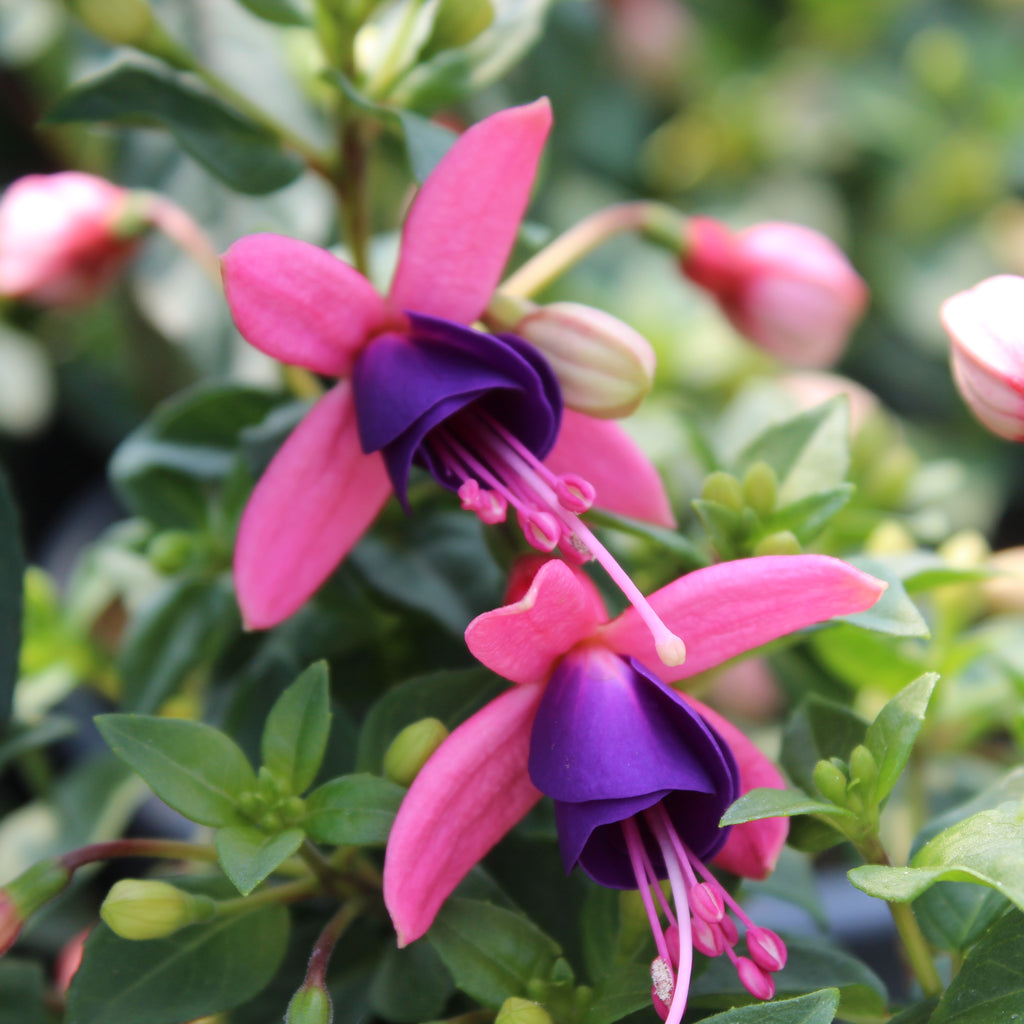 Fuchsia lambada Image