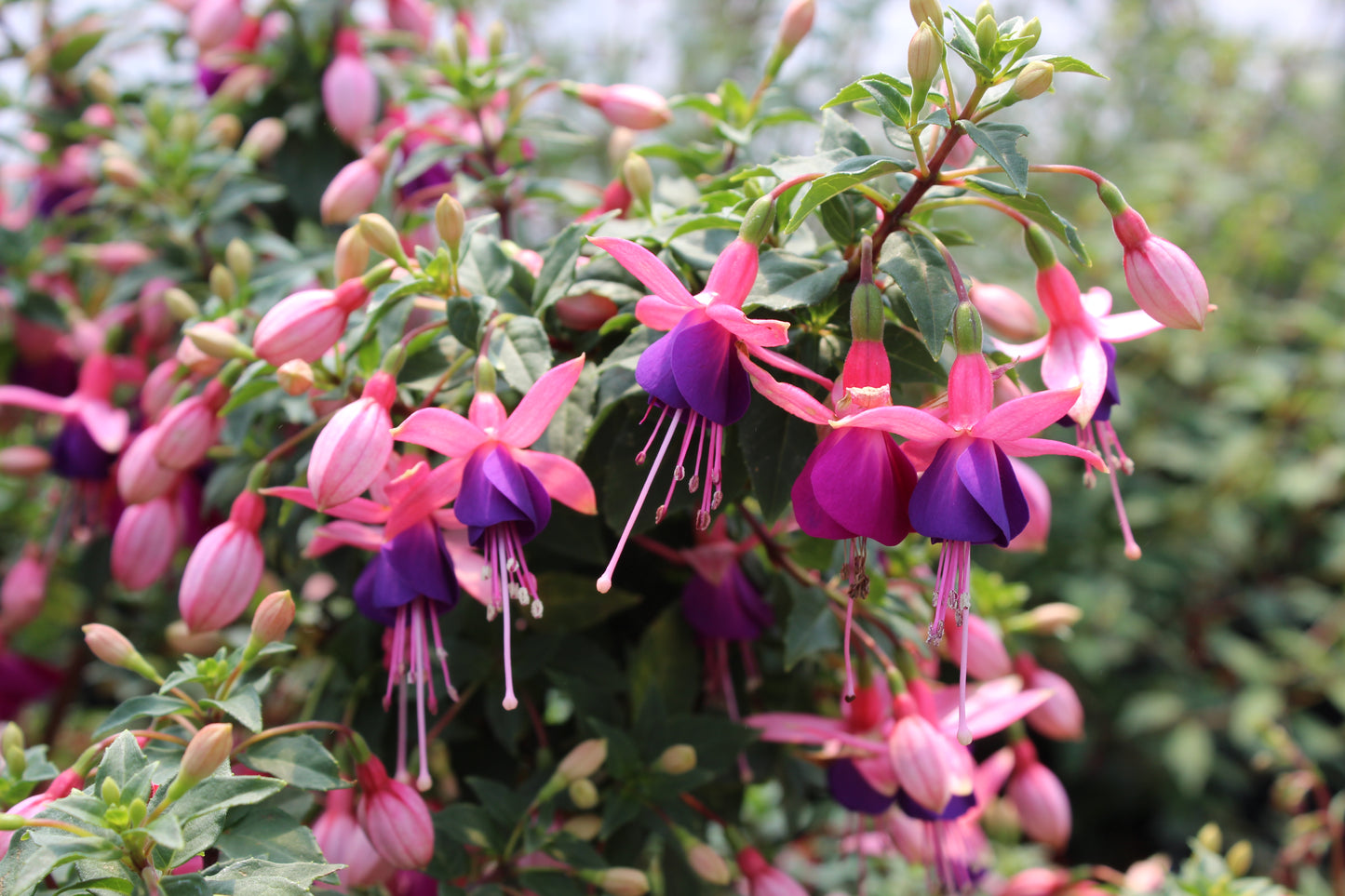 Fuchsia lambada 3
