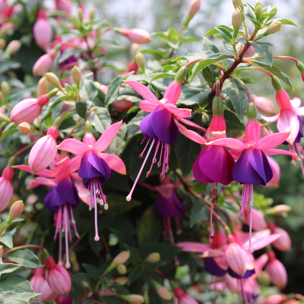 Fuchsia lambada Image